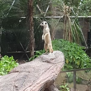 Meet your Posher, Simone